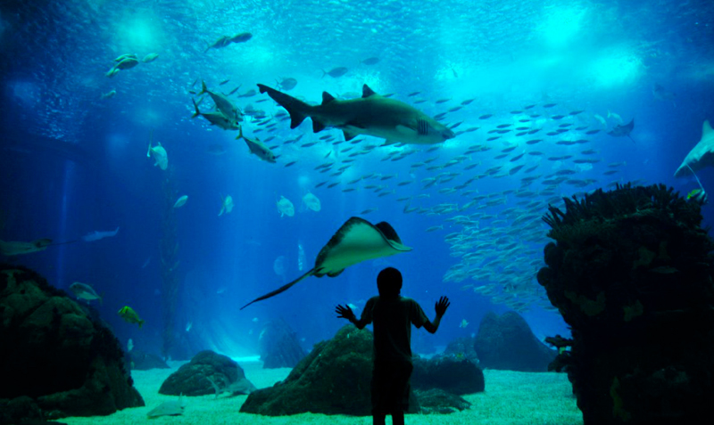 Visit Oceanarium with kids